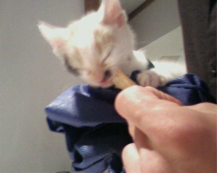 Itty Bitty Kitty